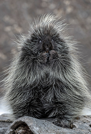 1124 North American Porcupine (Erethizon dorsatum) - Minnesota Wildlife Connection
