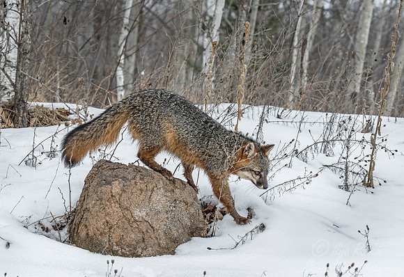 204 Gray Fox (Urocyon cinereoargenteus) - Minnesota Wildlife Connection