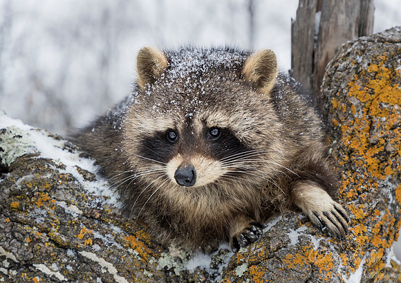1132 Raccoon (Procyon lotor) - Minnesota Wildlife Connection