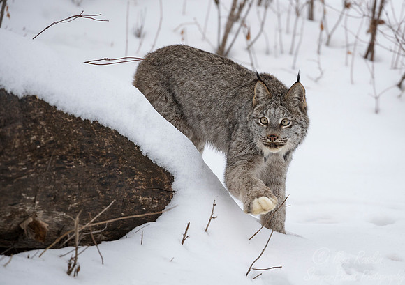 137 Canada Lynx (Lynx canadensis) - Minnesota Wildlife Connection