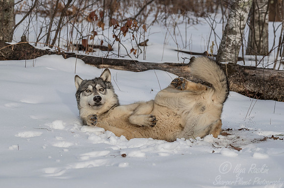 218 Gray Wolf (Canis lupus) - Minnesota Wildlife Connection
