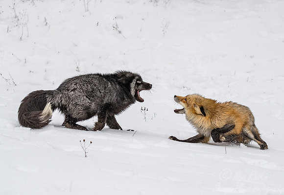 190 Red Foxes - red and silver morths (Vulpes vulpes) - Minnesota Wildlife Connection