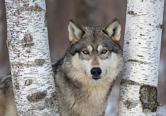 228 Gray Wolf (Canis lupus) - Minnesota Wildlife Connection