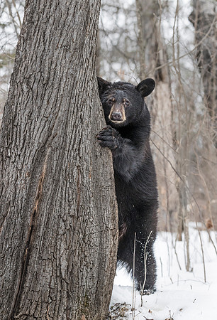 087 American Black Bear (Ursus americanus) - Minnesota Wildlife Connection