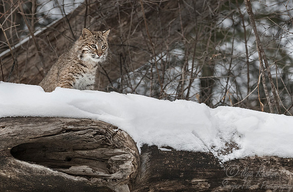 106 Bobcat (Lynx rufus) - Minnesota Wildlife Connection