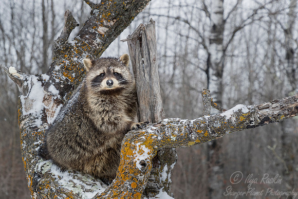 1131 Raccoon (Procyon lotor) - Minnesota Wildlife Connection