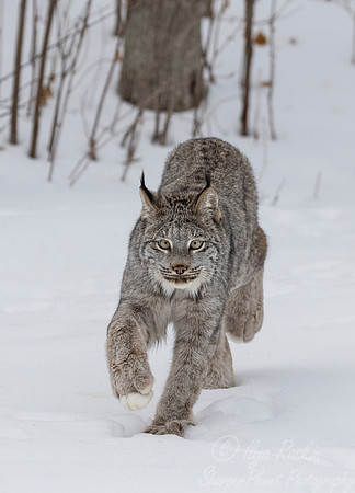 126 Canada Lynx (Lynx canadensis) - Minnesota Wildlife Connection