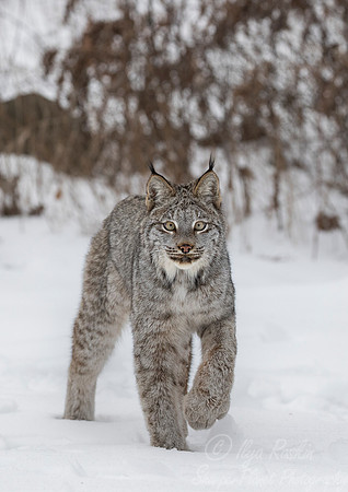 123 Canada Lynx (Lynx canadensis) - Minnesota Wildlife Connection