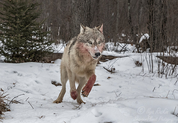 246 Gray Wolf (Canis lupus) - Minnesota Wildlife Connection