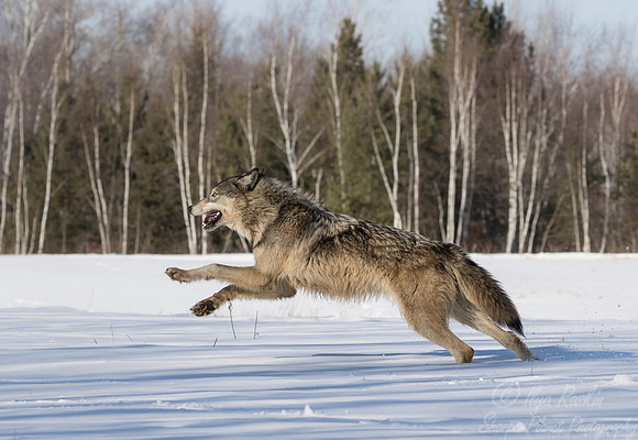 211 Gray Wolf (Canis lupus) - Minnesota Wildlife Connection