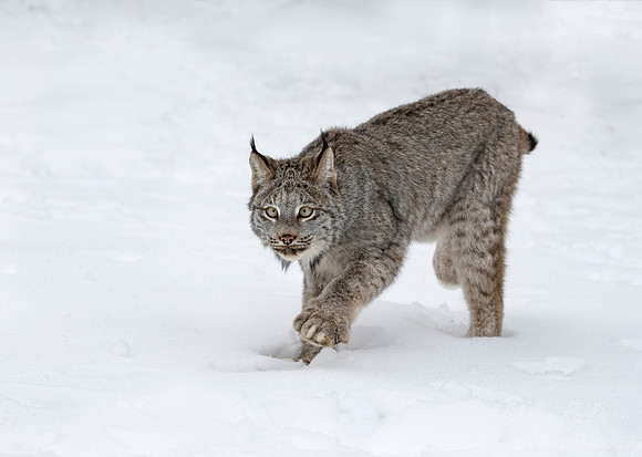 131 Canada Lynx (Lynx canadensis) - Minnesota Wildlife Connection