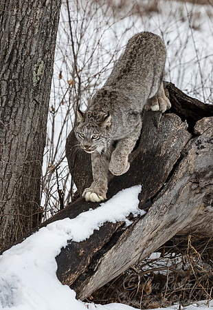 129 Canada Lynx (Lynx canadensis) - Minnesota Wildlife Connection