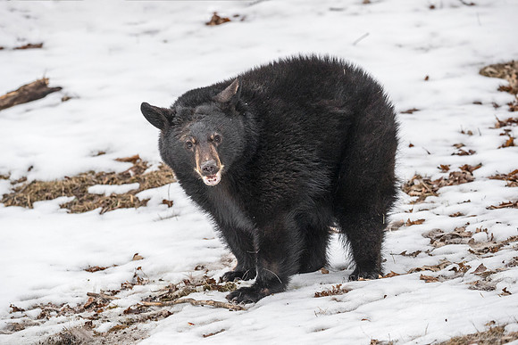 083 American Black Bear (Ursus americanus) - Minnesota Wildlife Connection