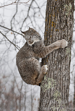 124 Canada Lynx (Lynx canadensis) - Minnesota Wildlife Connection