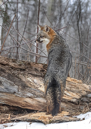 202 Gray Fox (Urocyon cinereoargenteus) - Minnesota Wildlife Connection