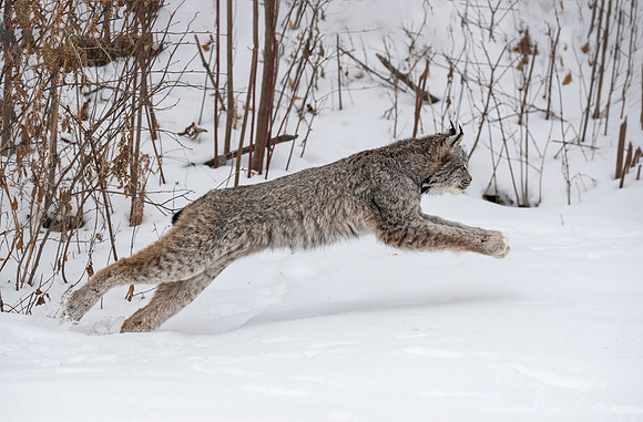 125 Canada Lynx (Lynx canadensis) - Minnesota Wildlife Connection