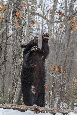 089 American Black Bear (Ursus americanus) - Minnesota Wildlife Connection