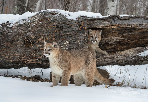 097 Mountain Lion or Cougar (Puma concolor) - Minnesota Wildlife Connection