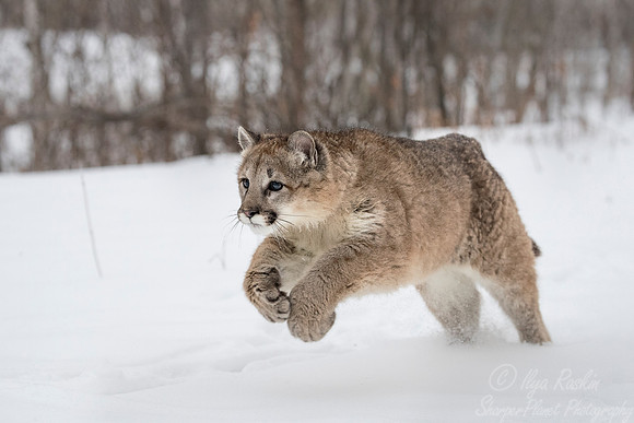 091 Mountain Lion or Cougar (Puma concolor) - Minnesota Wildlife Connection