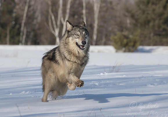 209 Gray Wolf (Canis lupus) - Minnesota Wildlife Connection