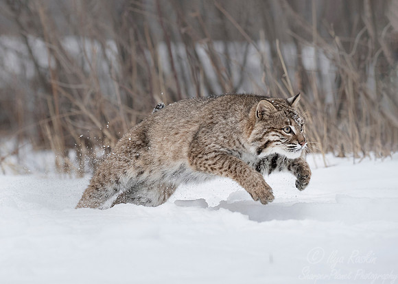 113 Bobcat (Lynx rufus) - Minnesota Wildlife Connection
