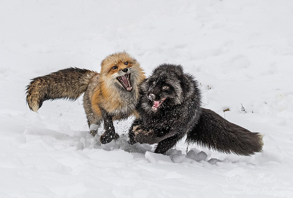 191 Red Foxes - red and silver morths (Vulpes vulpes) - Minnesota Wildlife Connection