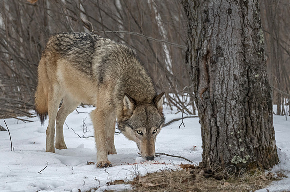 252 Gray Wolf (Canis lupus) - Minnesota Wildlife Connection