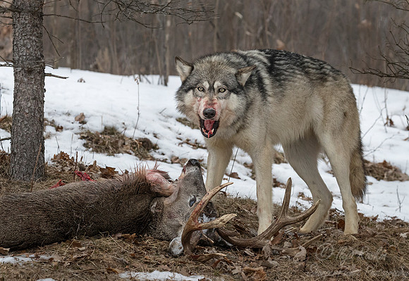 235 Gray Wolf (Canis lupus) - Minnesota Wildlife Connection