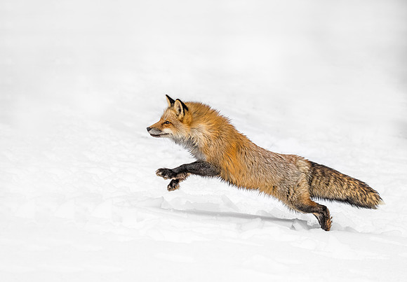 184 Red Fox (Vulpes vulpes) - Minnesota Wildlife Connection