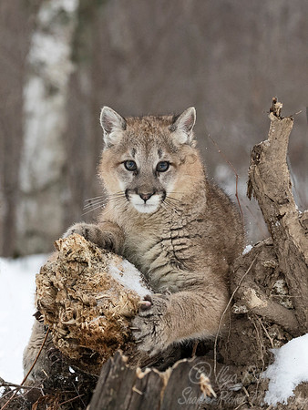 092 Mountain Lion or Cougar (Puma concolor) - Minnesota Wildlife Connection