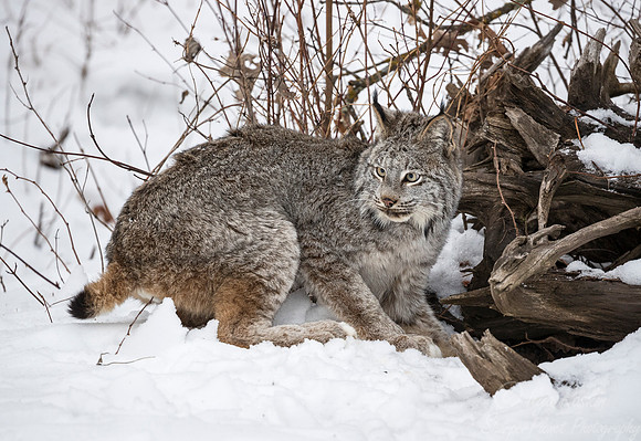 127 Canada Lynx (Lynx canadensis) - Minnesota Wildlife Connection