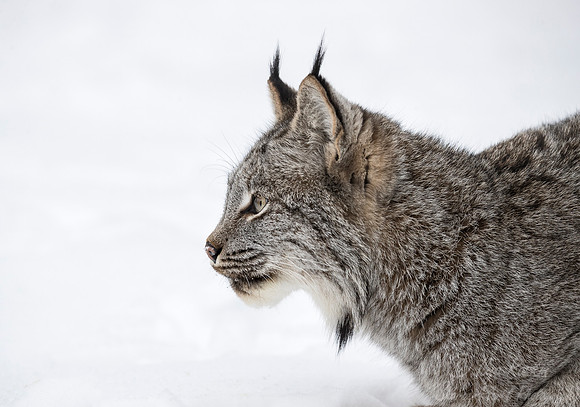 134 Canada Lynx (Lynx canadensis) - Minnesota Wildlife Connection