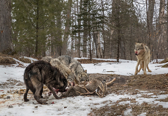 234 Gray Wolves (Canis lupus) - Minnesota Wildlife Connection
