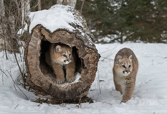 101 Mountain Lion or Cougar (Puma concolor) - Minnesota Wildlife Connection
