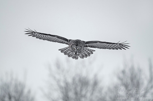1291 Great Gray Owl (Strix nebulosa) - Sax-Zim Bog MN