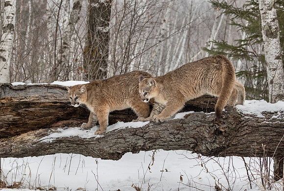 098 Mountain Lion or Cougar (Puma concolor) - Minnesota Wildlife Connection