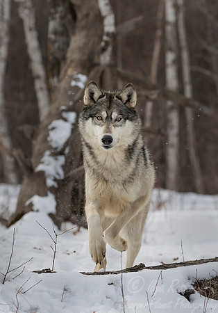 221 Gray Wolf (Canis lupus) - Minnesota Wildlife Connection