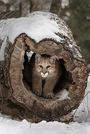 102 Mountain Lion or Cougar (Puma concolor) - Minnesota Wildlife Connection