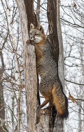 206 Gray Fox (Urocyon cinereoargenteus) - Minnesota Wildlife Connection