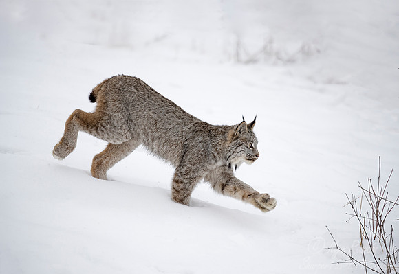138 Canada Lynx (Lynx canadensis) - Minnesota Wildlife Connection