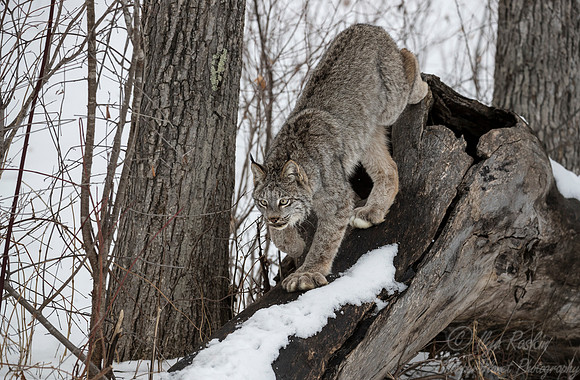 133 Canada Lynx (Lynx canadensis) - Minnesota Wildlife Connection