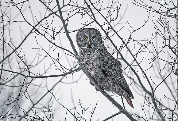 1294 Great Gray Owl (Strix nebulosa) - Sax-Zim Bog MN