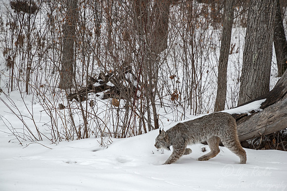 142 Canada Lynx (Lynx canadensis) - Minnesota Wildlife Connection