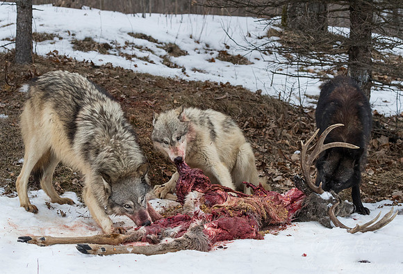 237 Gray Wolves (Canis lupus) - Minnesota Wildlife Connection