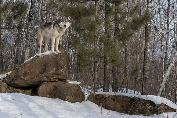 226 Gray Wolf (Canis lupus) - Minnesota Wildlife Connection