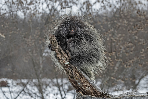 1123 North American Porcupine (Erethizon dorsatum) - Minnesota Wildlife Connection