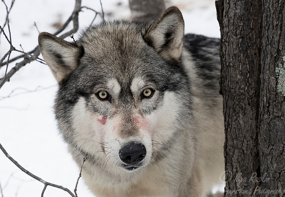 245 Gray Wolf (Canis lupus) - Minnesota Wildlife Connection