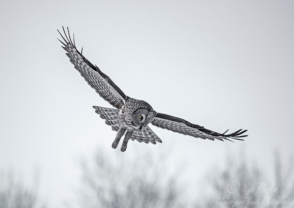 1292 Great Gray Owl (Strix nebulosa) - Sax-Zim Bog MN