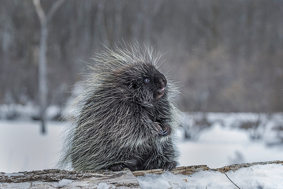 1122 North American Porcupine (Erethizon dorsatum) - Minnesota Wildlife Connection