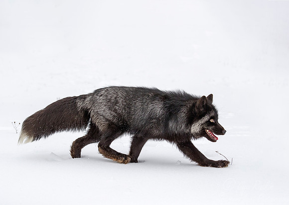 193 Red Fox - silver morth (Vulpes vulpes) - Minnesota Wildlife Connection